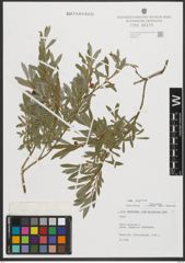 Foto von Salix purpurea L.